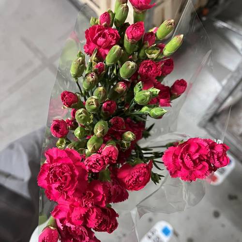 Spraynelke fuchsia Picasso Hot Pink 55cm