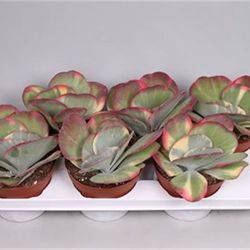 Kalanchoe Thyrsi Variagata T15 H25