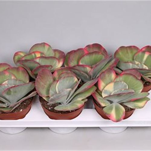 Kalanchoe Thyrsi Variagata T15 H25