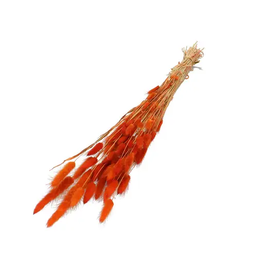 Trocken Lagurus orange L60cm 50gr