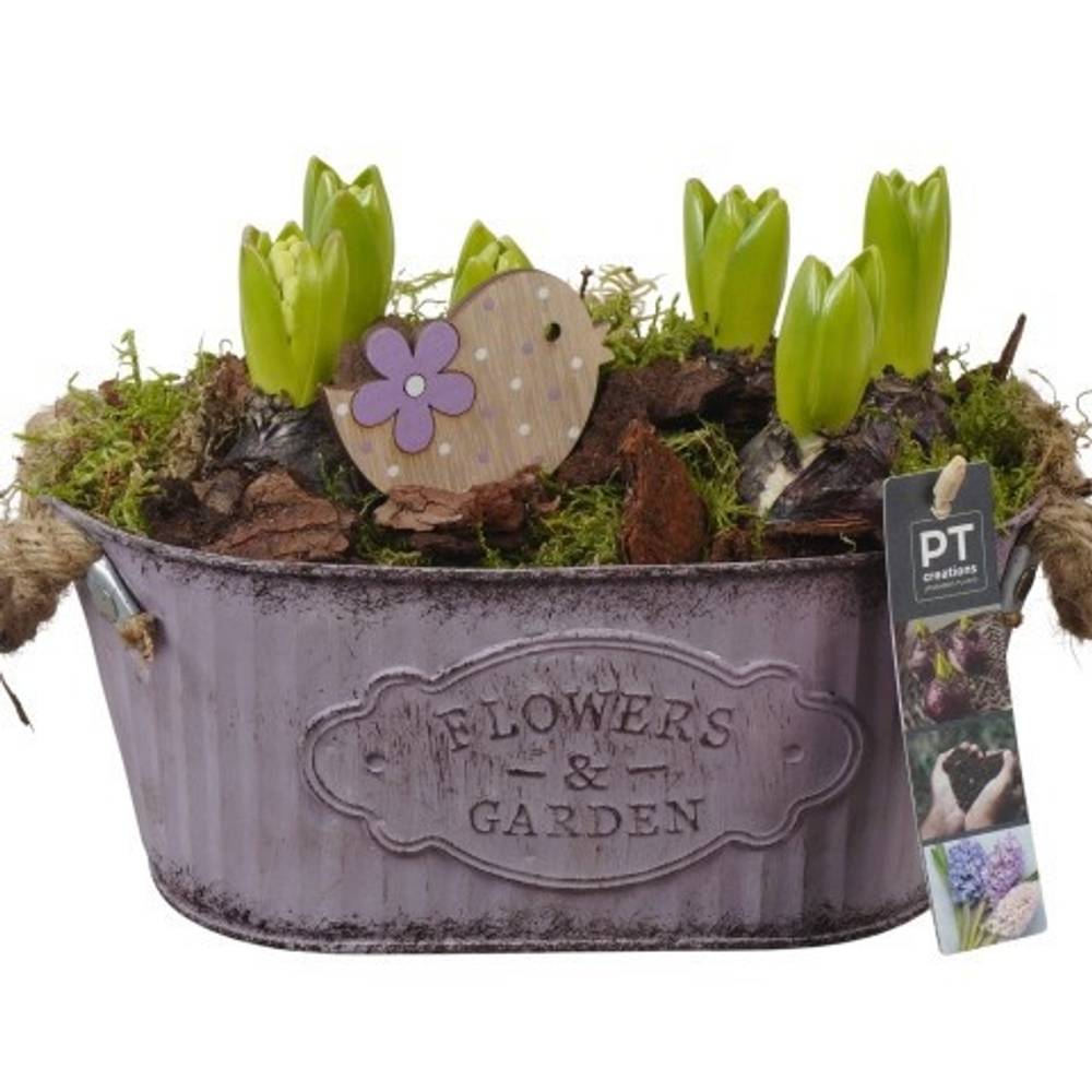 Hyazinthe.Arr PTHC9139 T24 H020