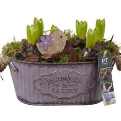 Hyaz.Arr PTHC9139 T24 H020