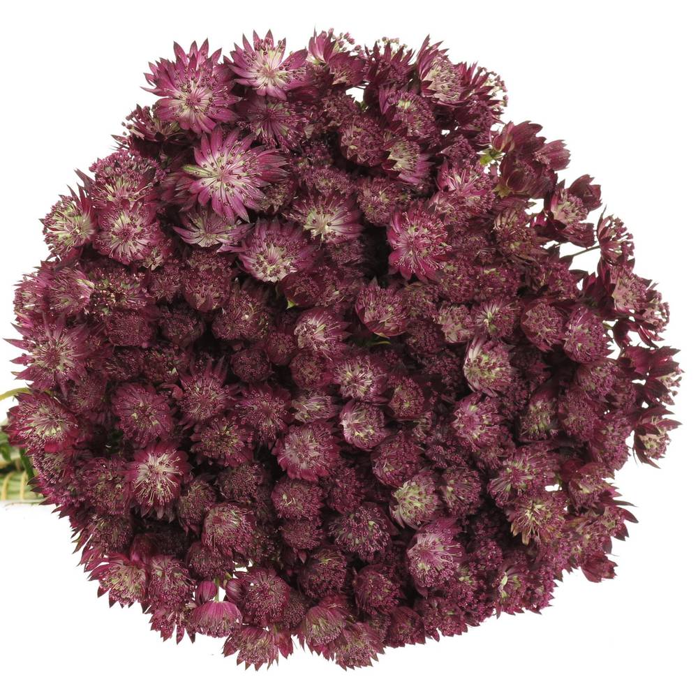 Astrantia weinrot Ruby Wedding 60cm
