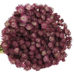 Astrantia weinrot Ruby Wedding 60cm