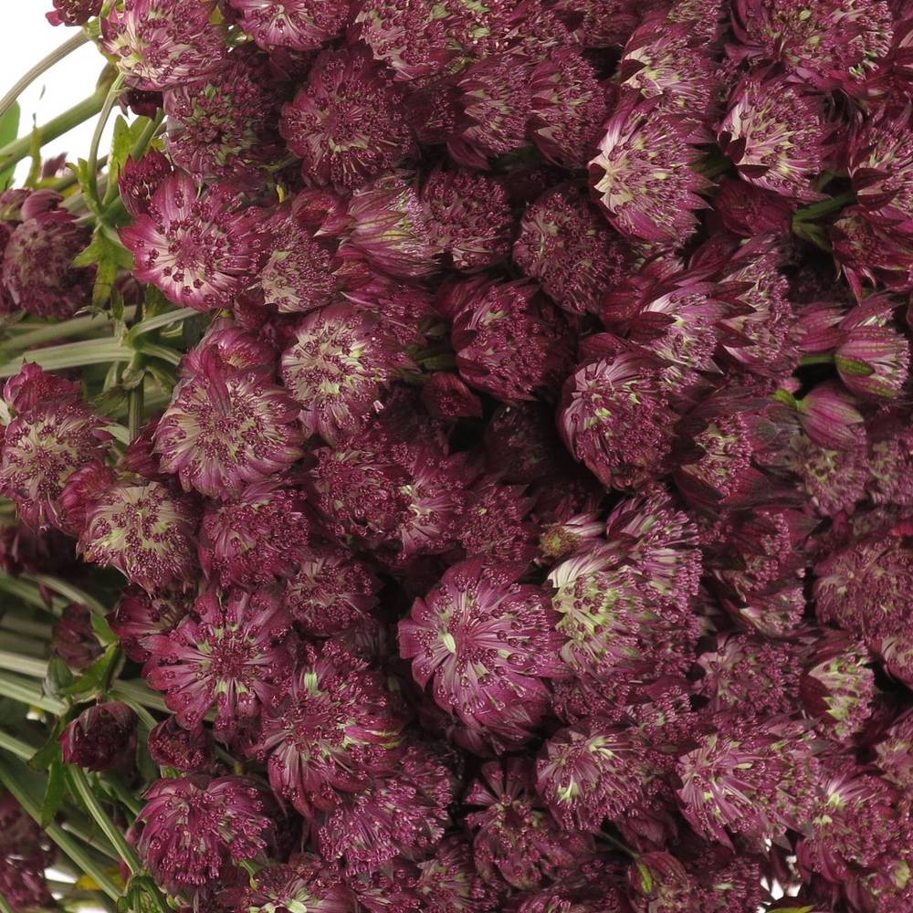 Astrantia weinrot Ruby Wedding 60cm