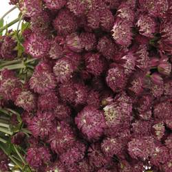 Astrantia weinrot Ruby Wedding 60cm