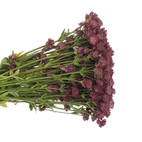 Astrantia weinrot Ruby Wedding 60cm