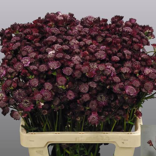 Astrantia weinrot Ruby Wedding 60cm
