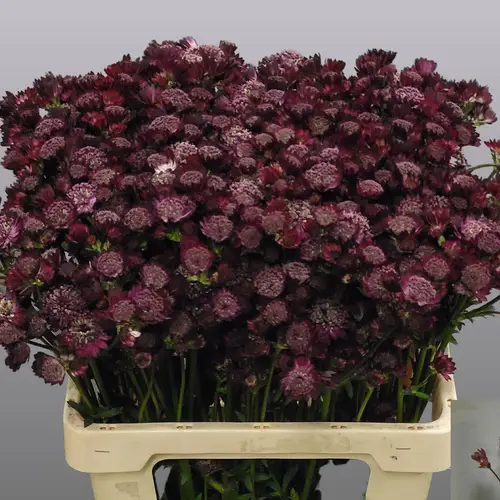 Astrantia weinrot Ruby Wedding 60cm
