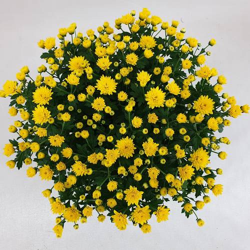 Chrys.Kugel gelb Jasado T15 H030