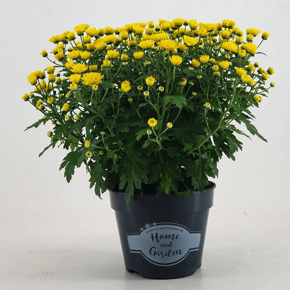 Chrysantheme Kugel gelb Jasado T15 H030