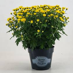 Chrysantheme Kugel gelb Jasado T15 H030