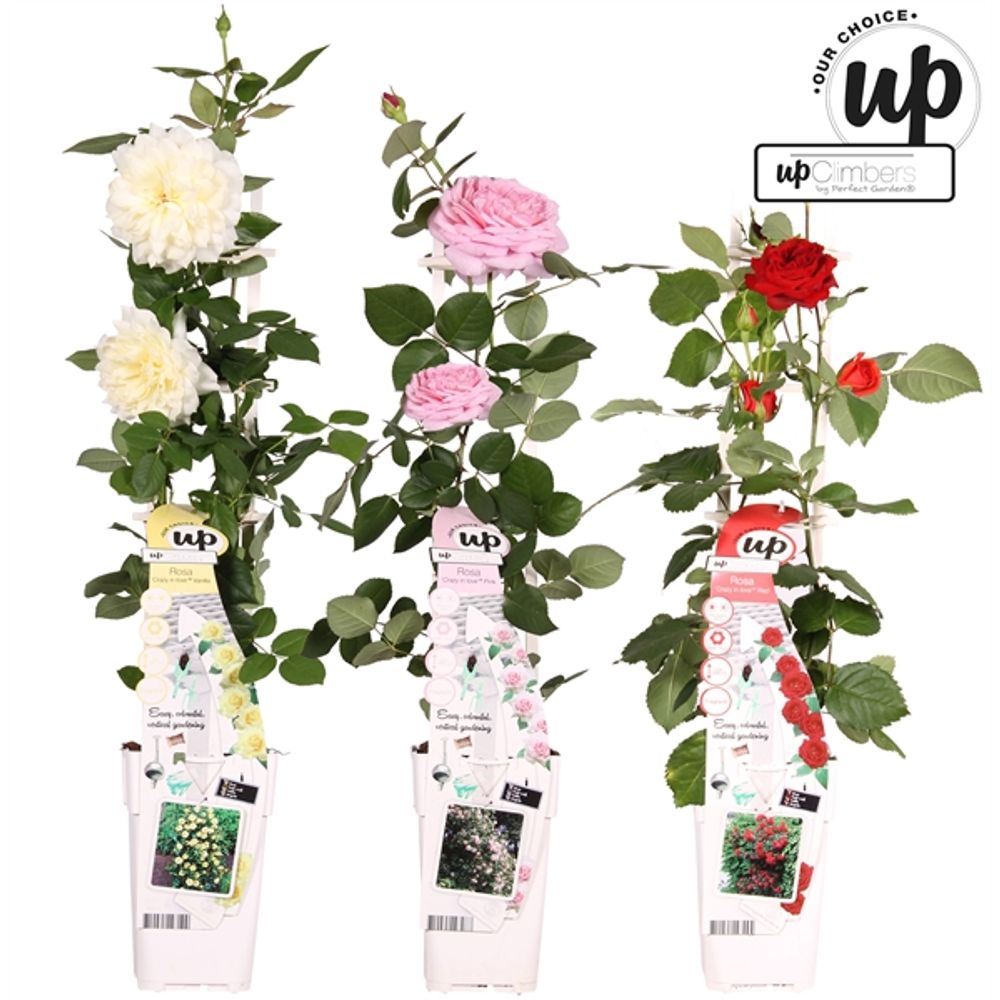 Rosa Kletter mix T15 H65