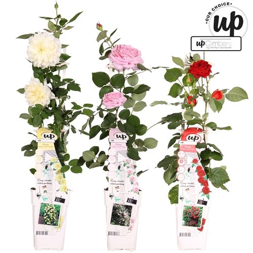 Rosa Kletter mix T15 H65