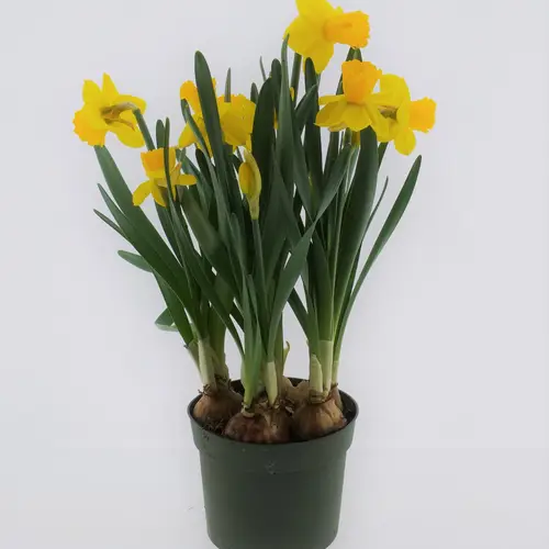 Narzisse gelb Adriana T10 H015