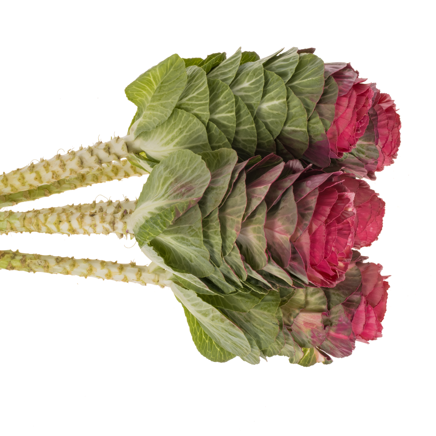 Zierkohl cerise gefärbt 60cm