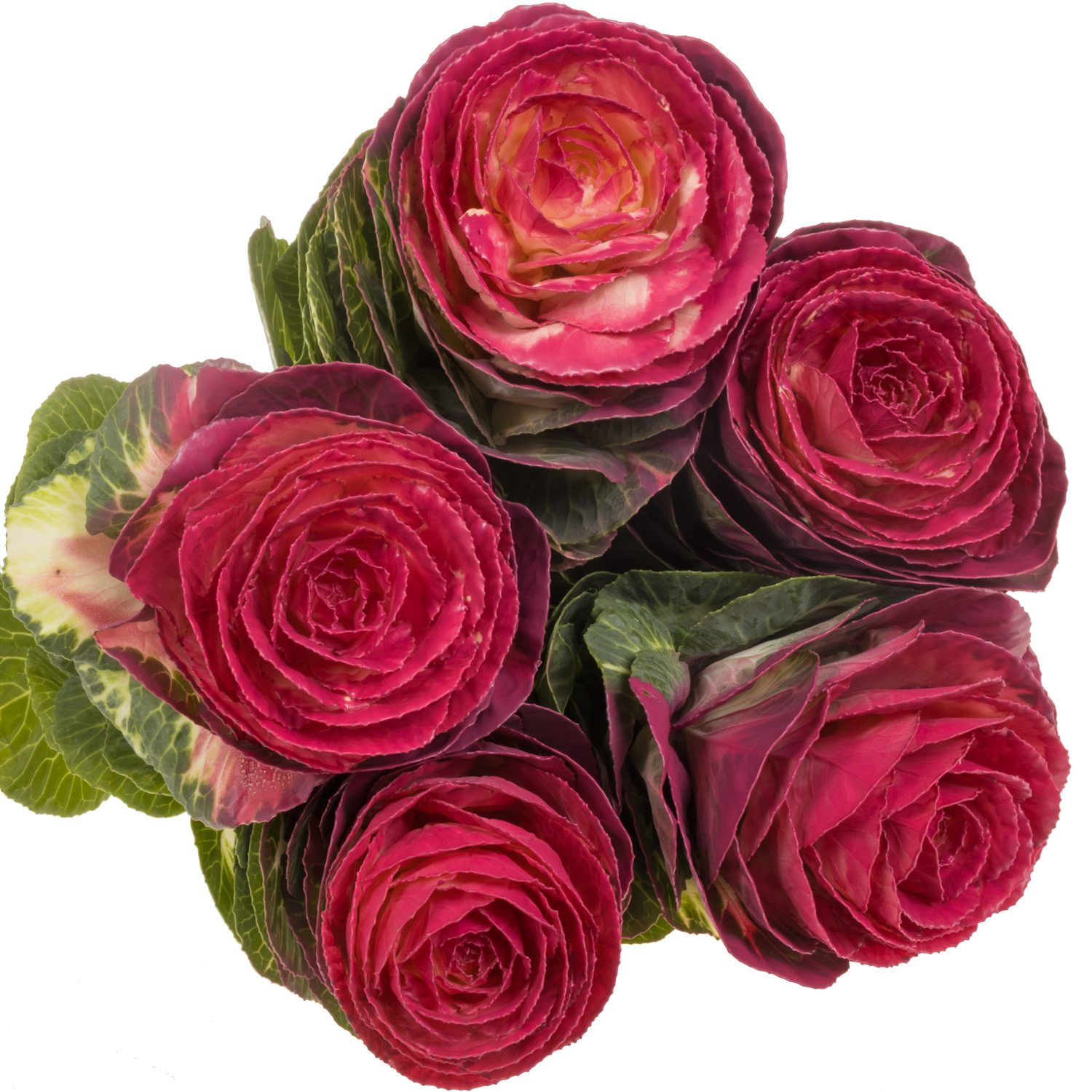 Zierkohl cerise gefärbt 60cm