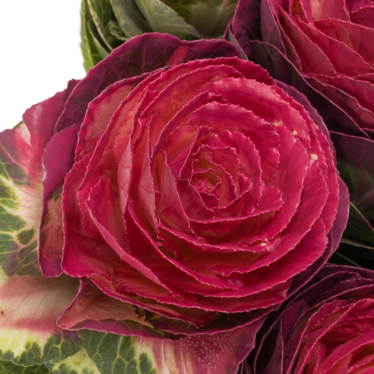 Zierkohl cerise gefärbt 60cm