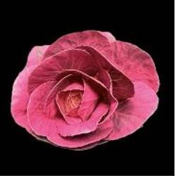 Zierkohl cerise gefärbt 60cm