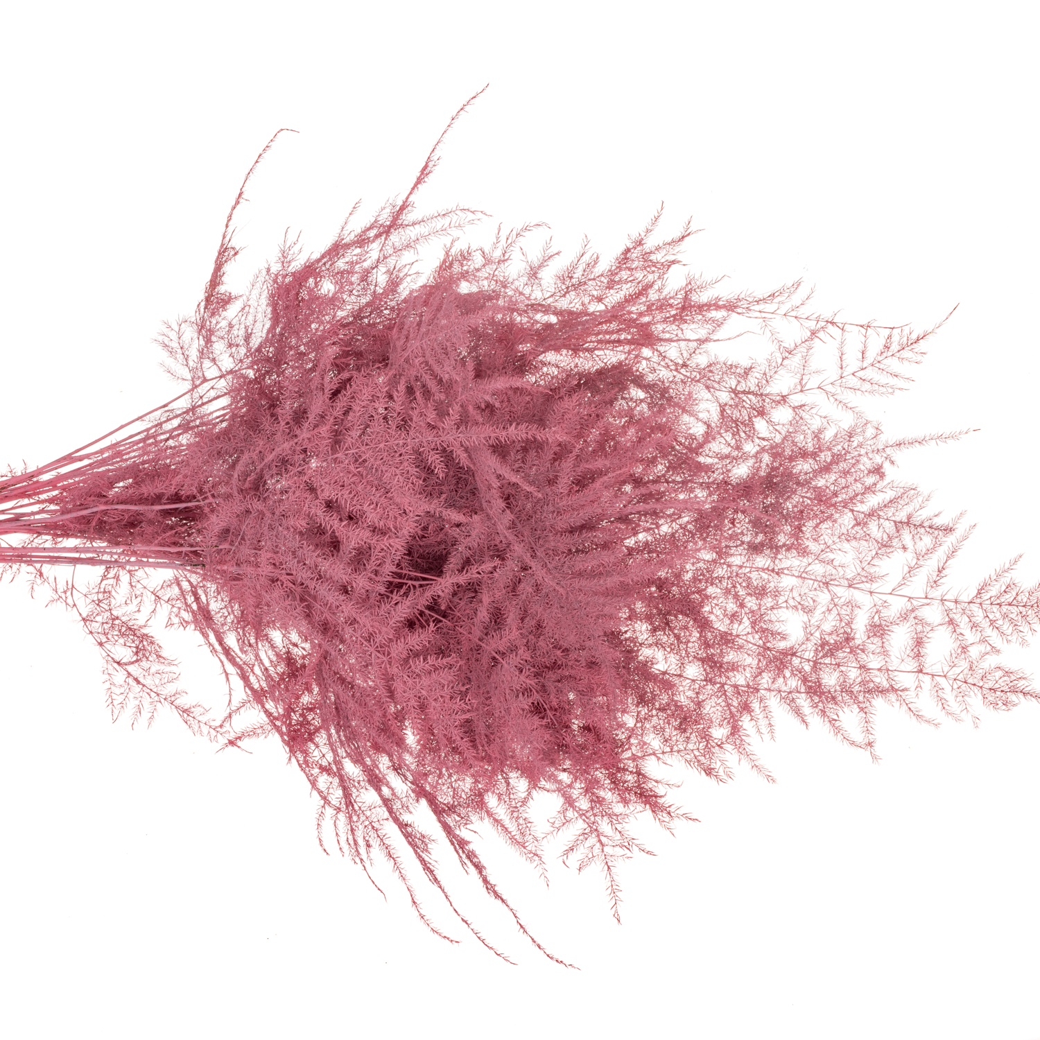 Plumoses rosa gefärbt 45cm (x25)