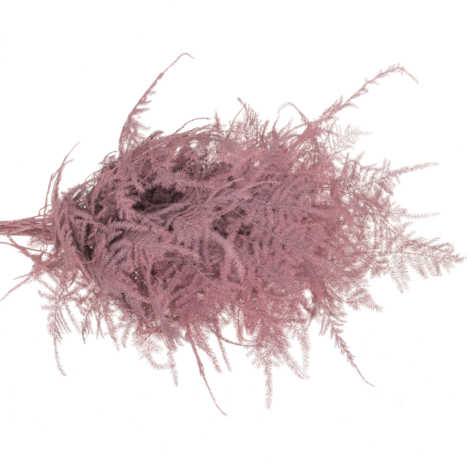 Plumoses rosa gefärbt 45cm (x25)