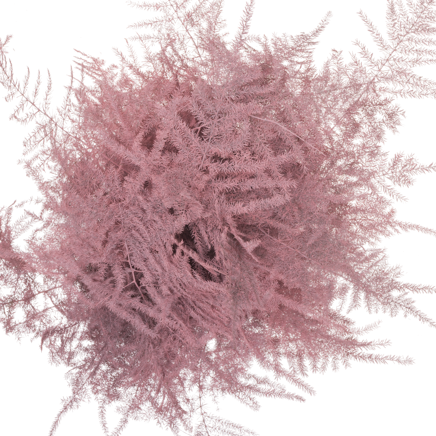 Plumoses rosa gefärbt 45cm (x25)