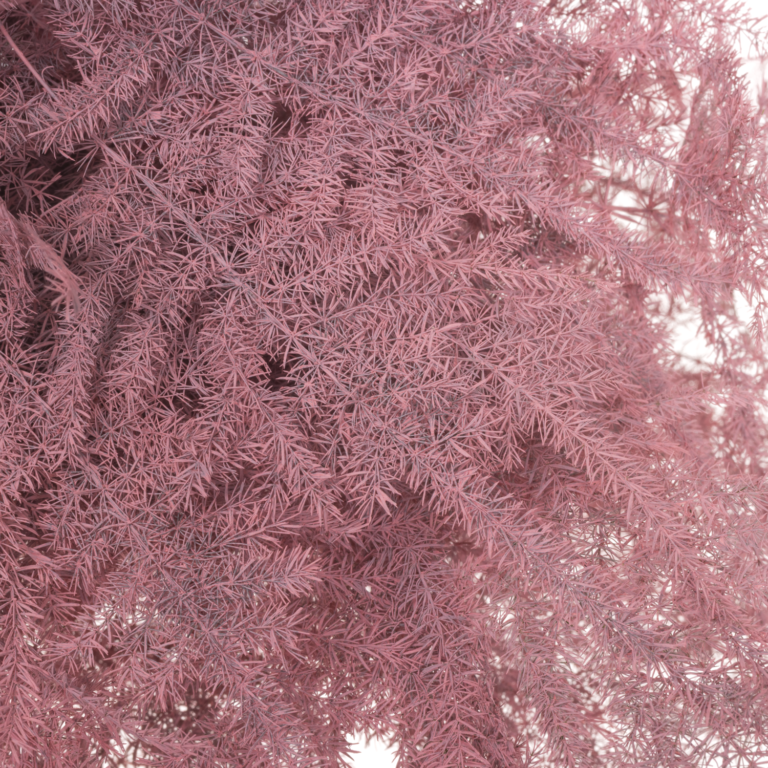 Plumoses rosa gefärbt 45cm (x25)