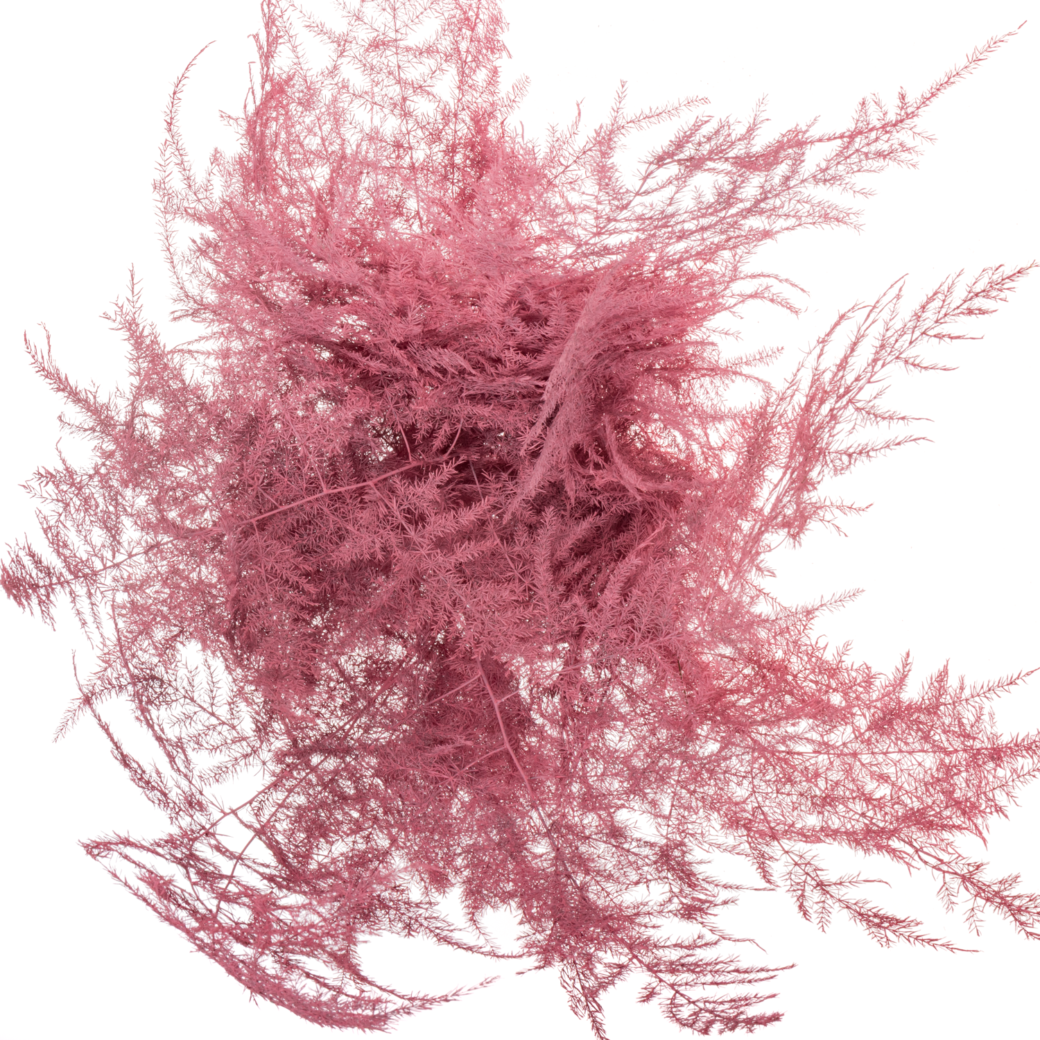 Plumoses rosa gefärbt 45cm (x25)