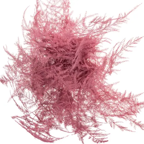 Plumoses rosa gefärbt 45cm (x25)