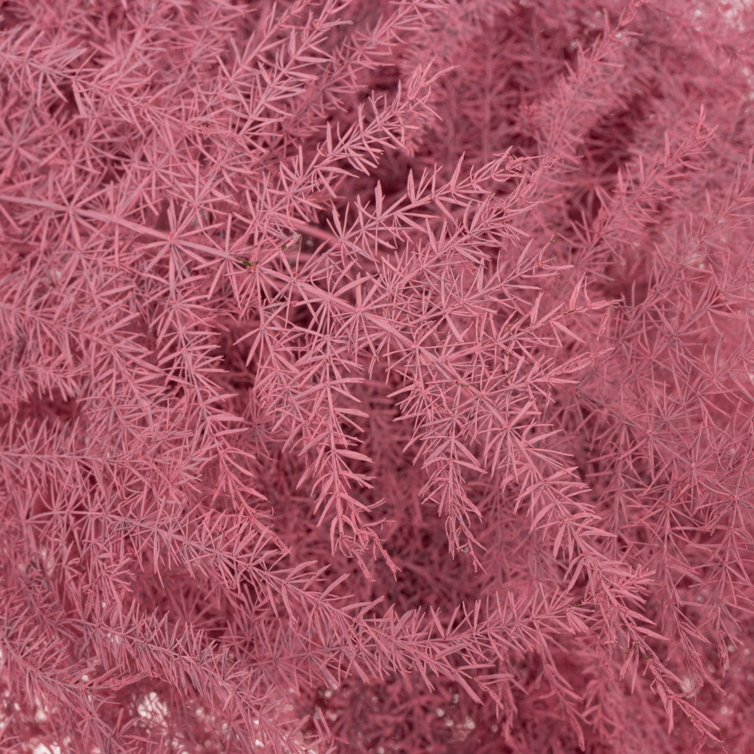 Plumoses rosa gefärbt 45cm (x25)