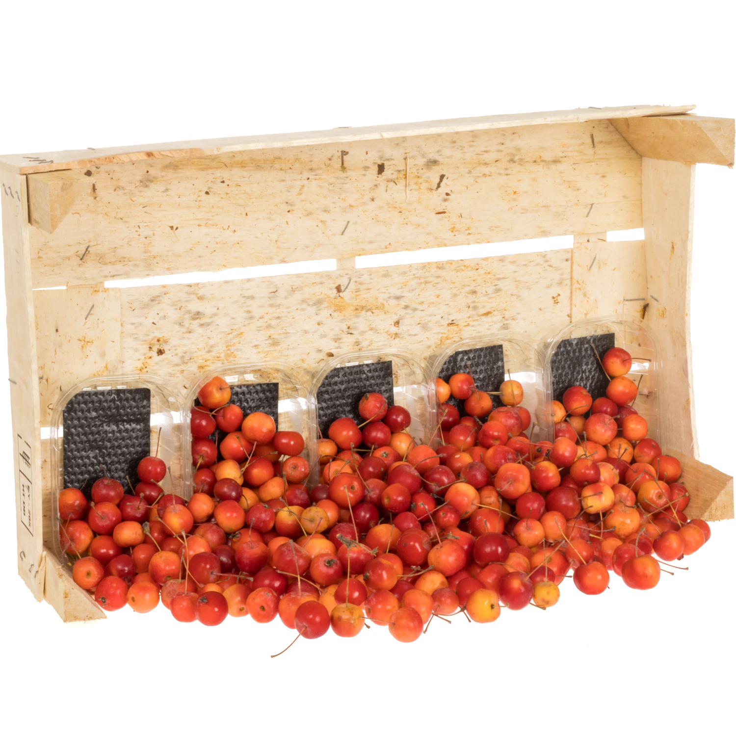 Zierapfel Klein rot Sentinel