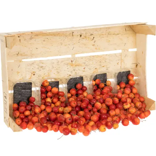 Zierapfel Klein rot Sentinel