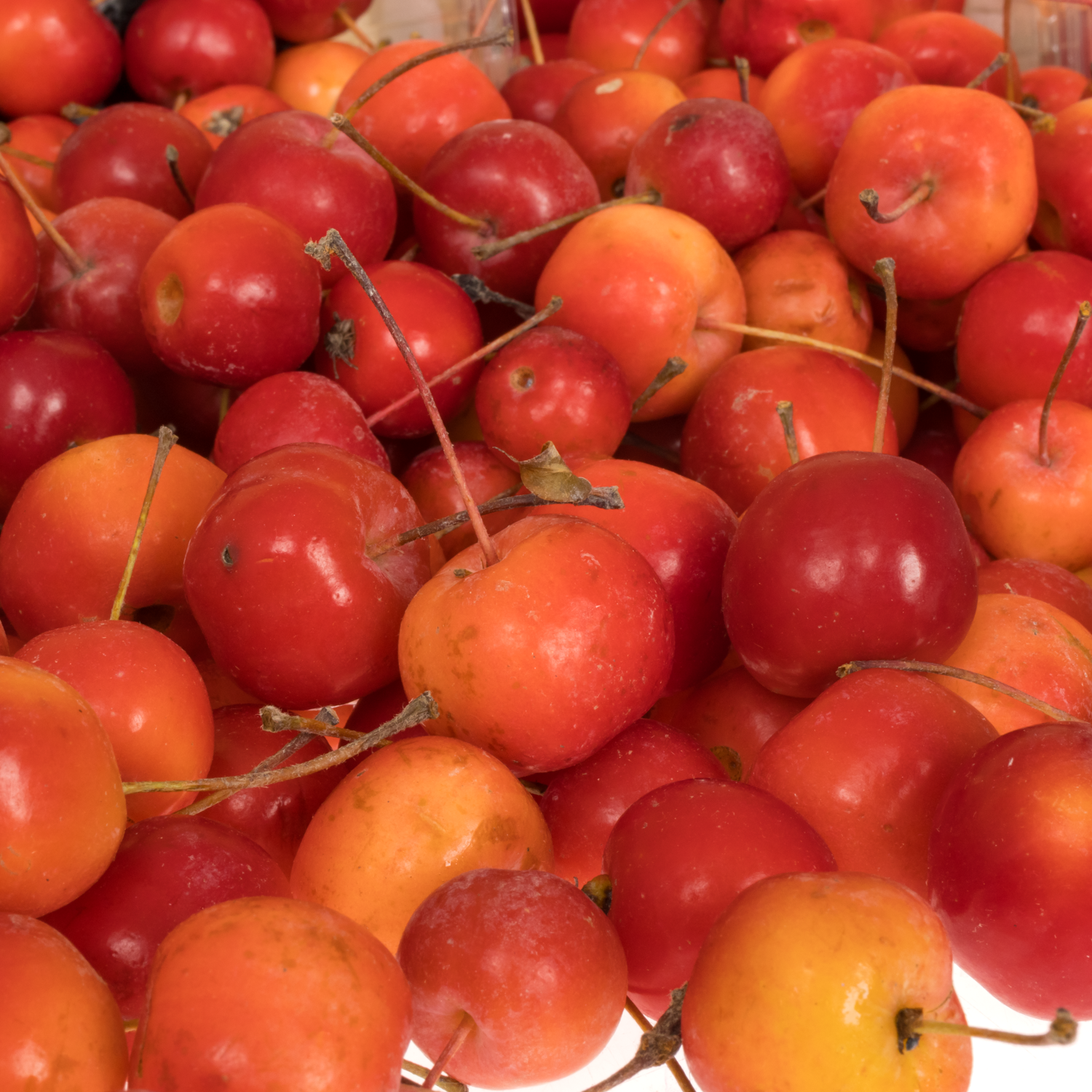 Zierapfel Klein rot Sentinel