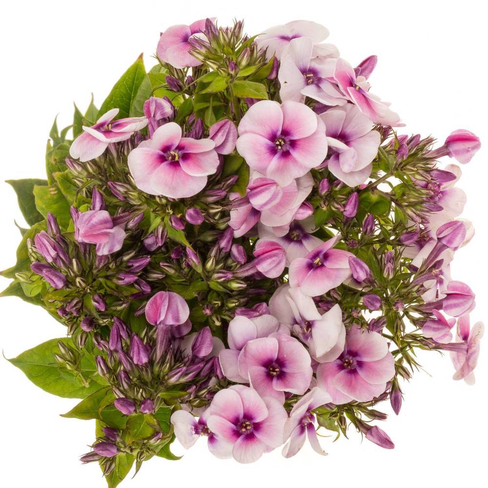 Phlox hell rosa Jeff s Pink 50cm