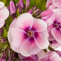 Phlox hell rosa Jeff s Pink 50cm