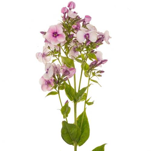 Phlox hell rosa Jeff s Pink 50cm
