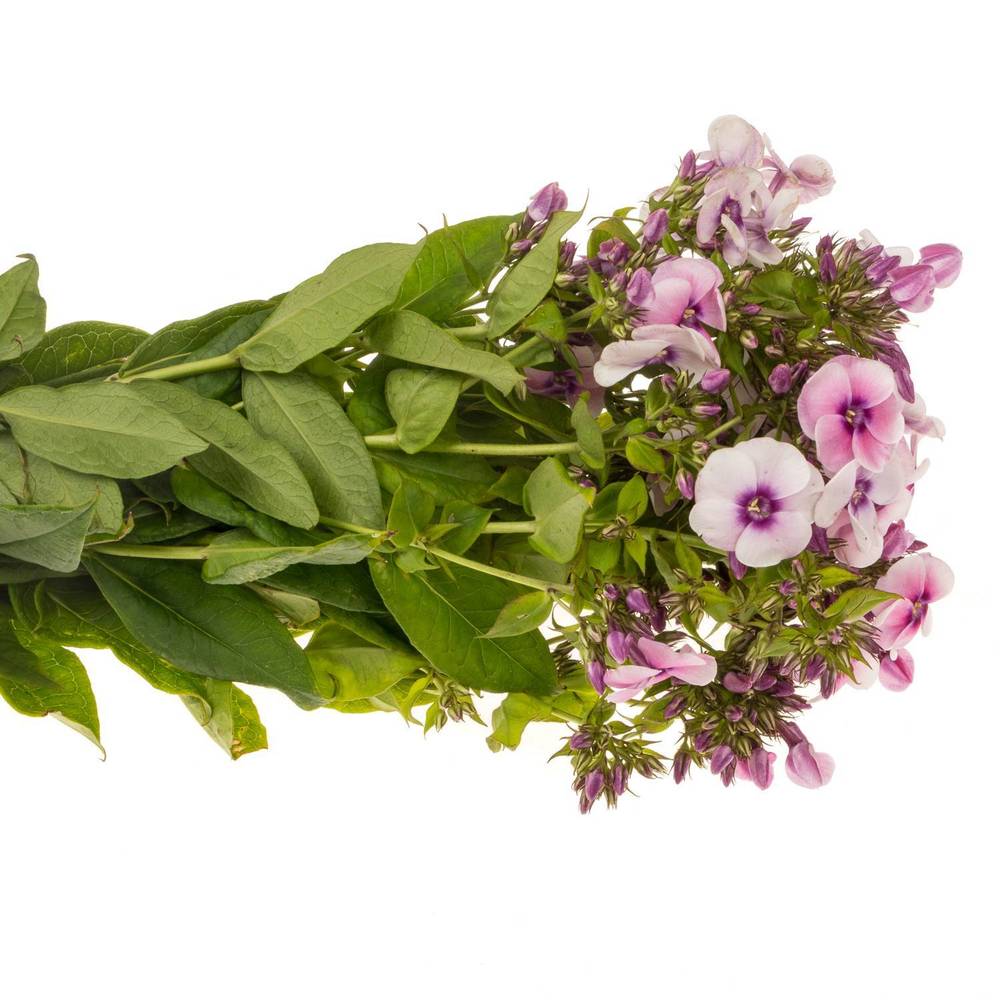 Phlox hell rosa Jeff s Pink 50cm