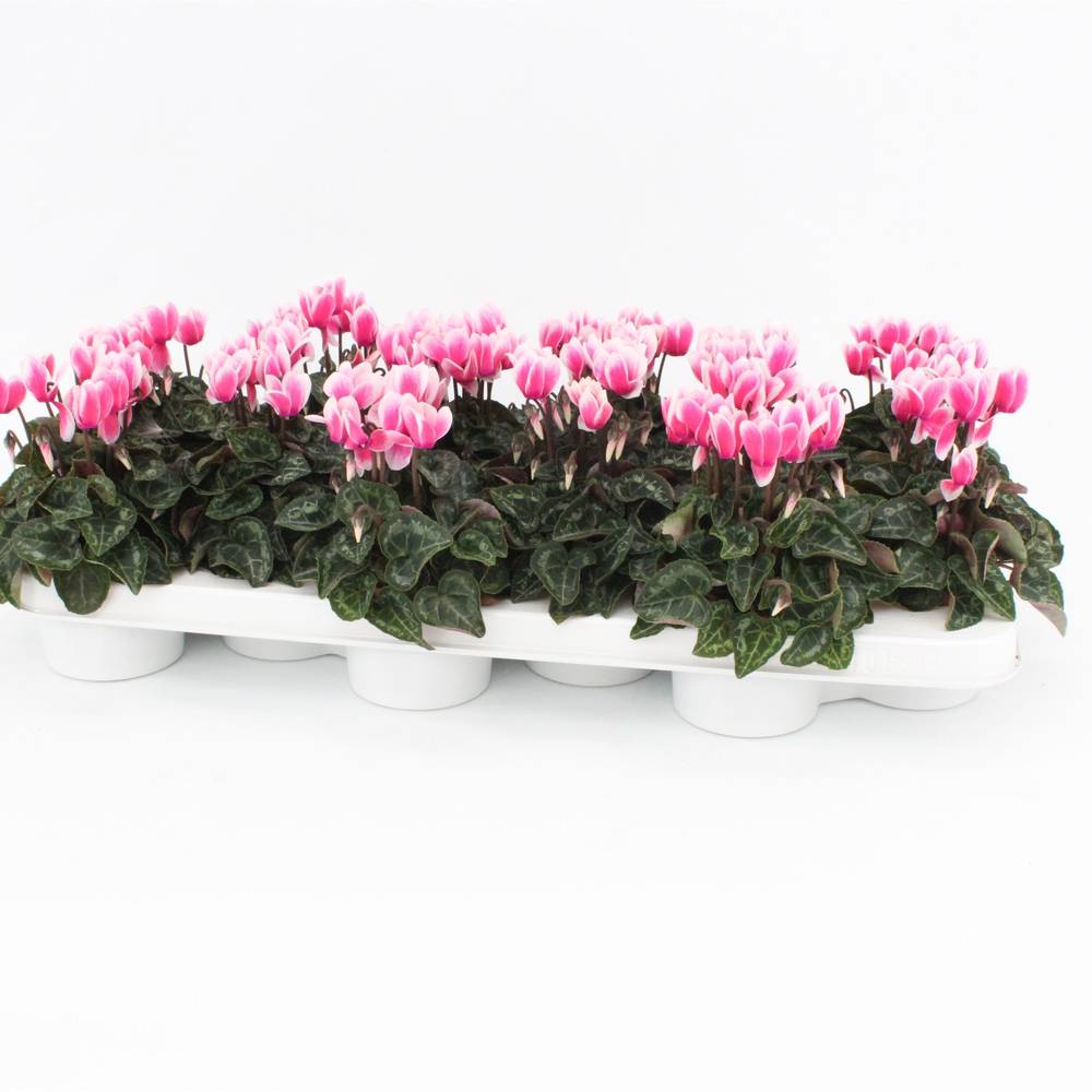 Cycl.rosa Snowridge T09 H020