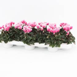 Cycl.rosa Snowridge T09 H020