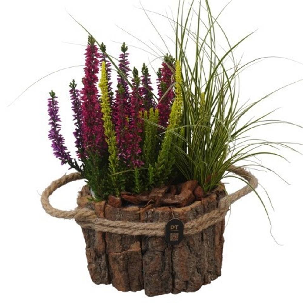 Garten.Arr PTHO7656 Herbst T17 H033