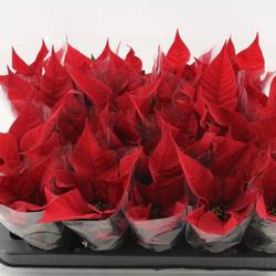 Poinsettia dunkel rot Christmas Feelings 1+Blüte T06 H026