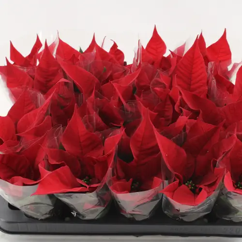 Poinsettia dunkel rot Christmas Feelings 1+Blüte T06 H026