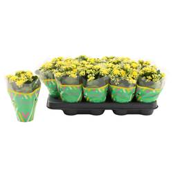 Kalanchoe Gef. gelb T08 H015