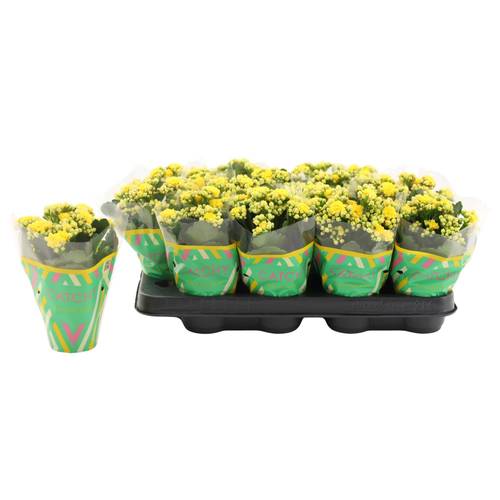 Kalanchoe Gef. gelb T08 H015