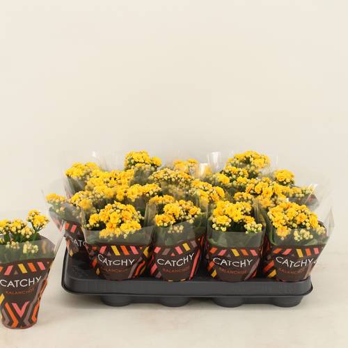 Kalanchoe Gef. gelb T08 H015