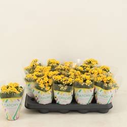 Kalanchoe Gef. gelb T08 H015