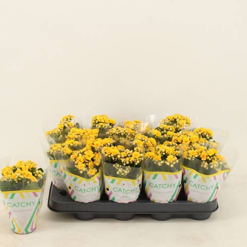 Kalanchoe Gef. gelb T08 H015