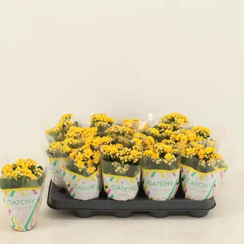 Kalanchoe Gef. gelb T08 H015