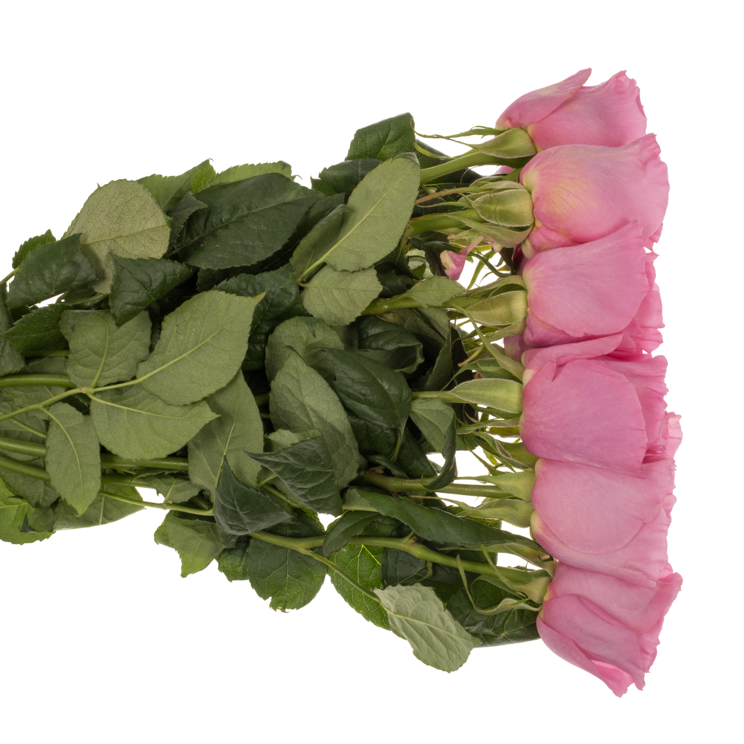 Rosa rosa Petrova 50cm