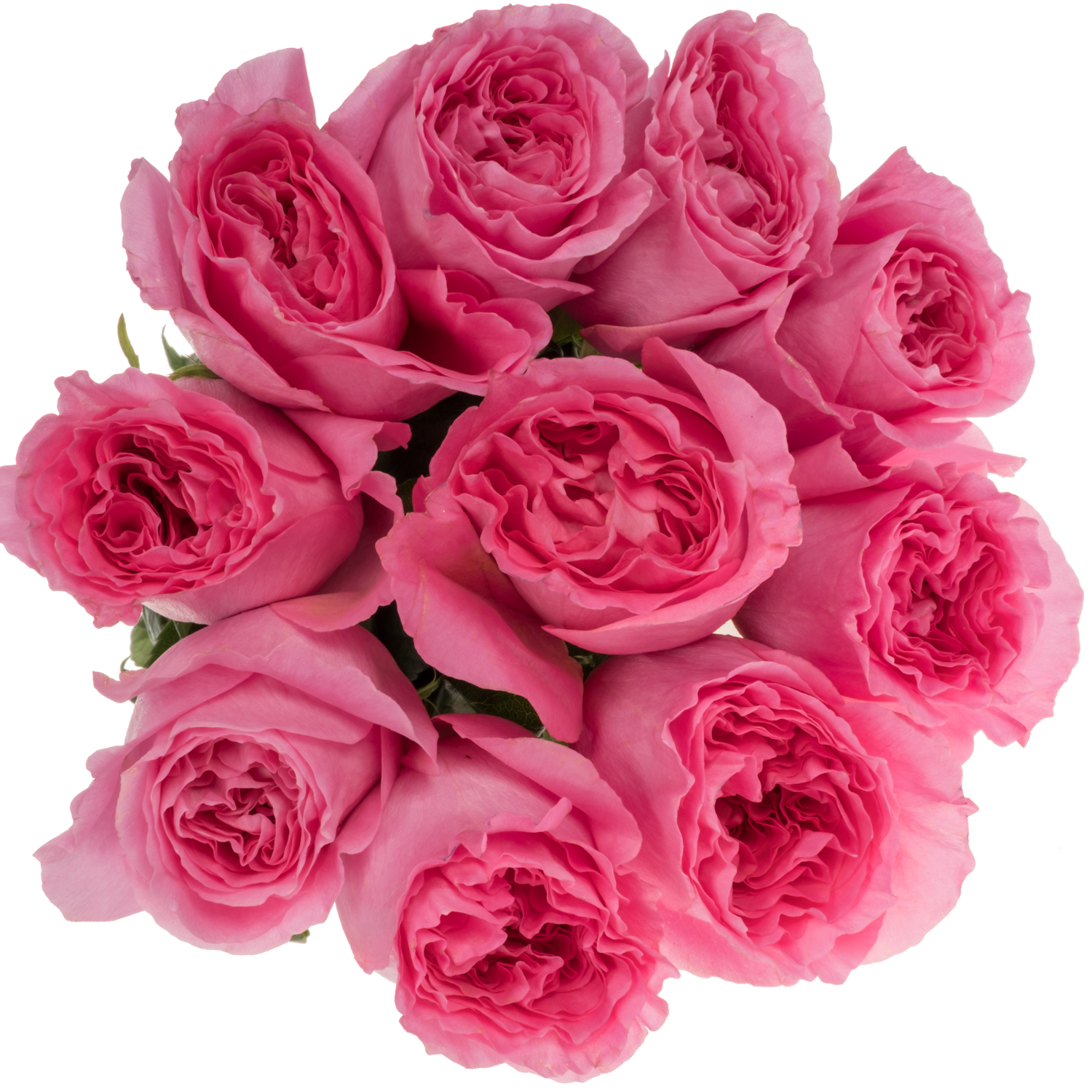 Rosa rosa Petrova 50cm